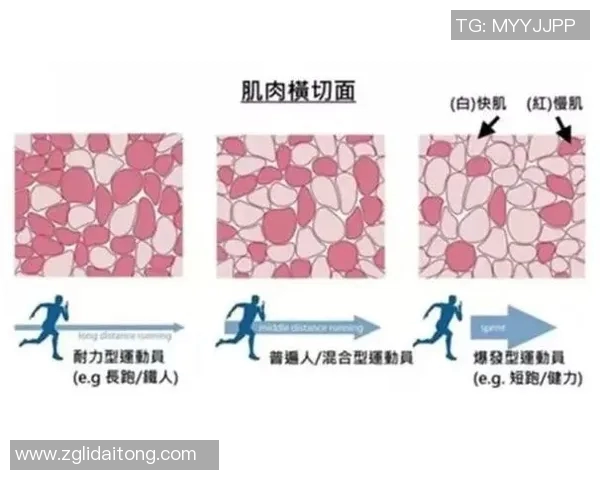 重庆羽毛球队耐力对比分析揭示运动员训练与比赛表现的深层关系